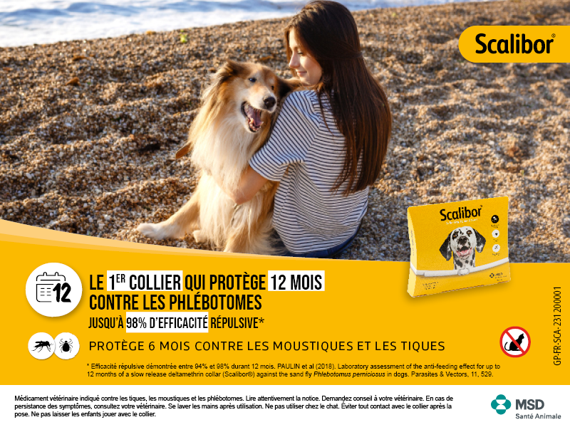 Les colliers scalibor pour chiens face aux changements climatiques