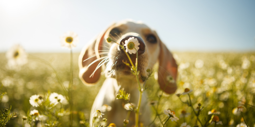 Protégez votre chien contre les différents parasites