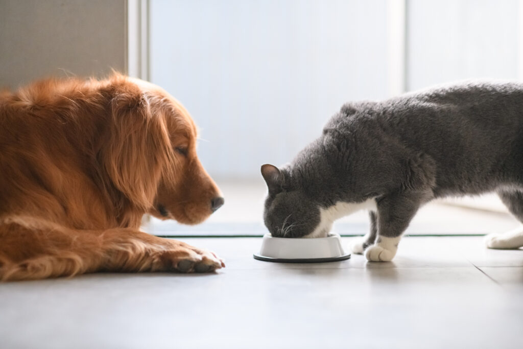 chien et chat en train de manger