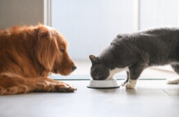 chien et chat en train de manger