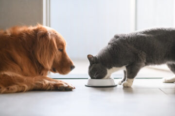 chien et chat en train de manger