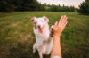 Un chien qui donne la patte à son maître