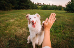 Un chien qui donne la patte à son maître