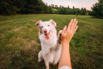 Un chien qui donne la patte à son maître