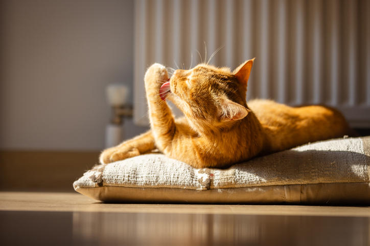 adopter un animal chat installé confortablement dans son nouveau foyer