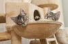 Deux chats dans un panier perché