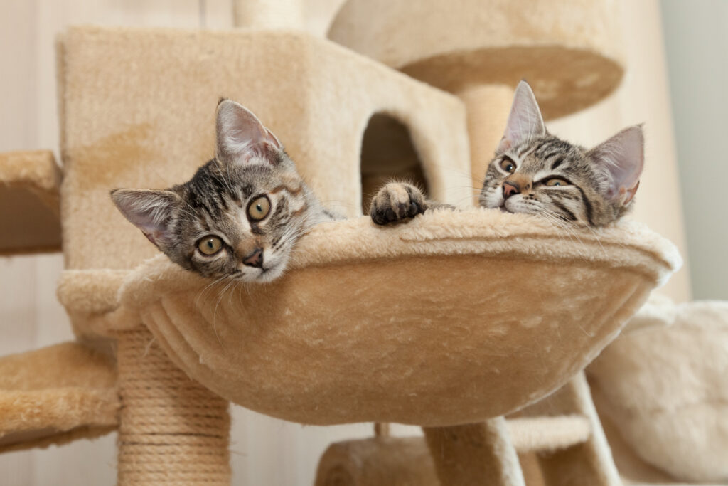 Deux chats dans un panier perché
