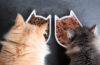 deux gamelles contenant de la nourriture pour chats croquettes et pâtée