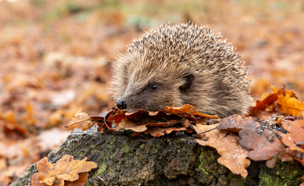 hérisson sauvage sur une souche d'arbre avec des feuilles d'automne