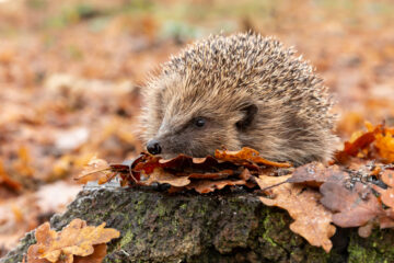 hérisson sauvage sur une souche d'arbre avec des feuilles d'automne