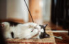 Chat noir et blanc allongé sur un tapis, jouant avec une canne à plume.