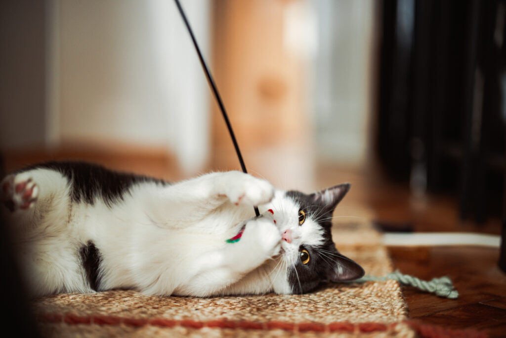 Chat noir et blanc allongé sur un tapis, jouant avec une canne à plume.