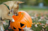 Chien curieux reniflant un seau citrouille d’Halloween