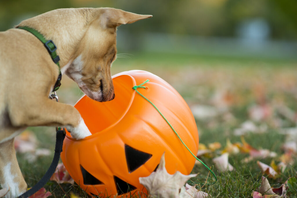 Chien curieux reniflant un seau citrouille d’Halloween