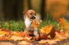 petit chiot qui joue avec des feuilles d'automne