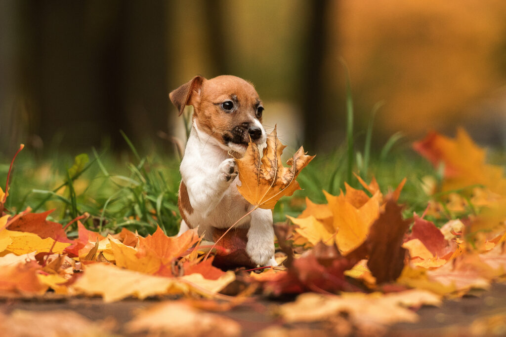 petit chiot qui joue avec des feuilles d'automne