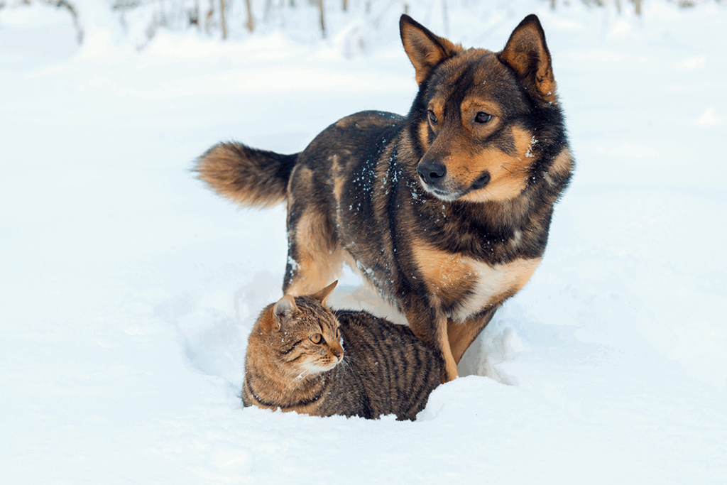 chat et chien dans la neige