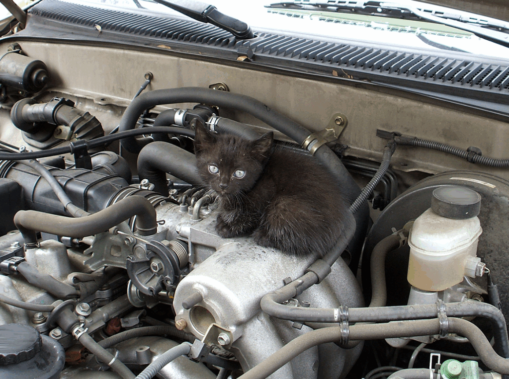 chaton sous un moteur de voiture
