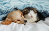 Un chat et un chien se blottissant sous la couette
