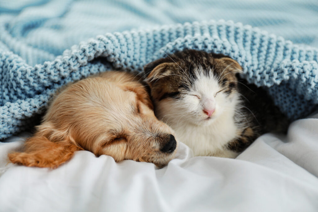 Un chat et un chien se blottissant sous la couette