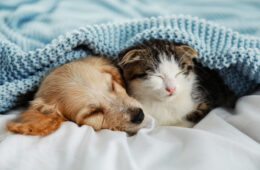 Un chat et un chien se blottissant sous la couette