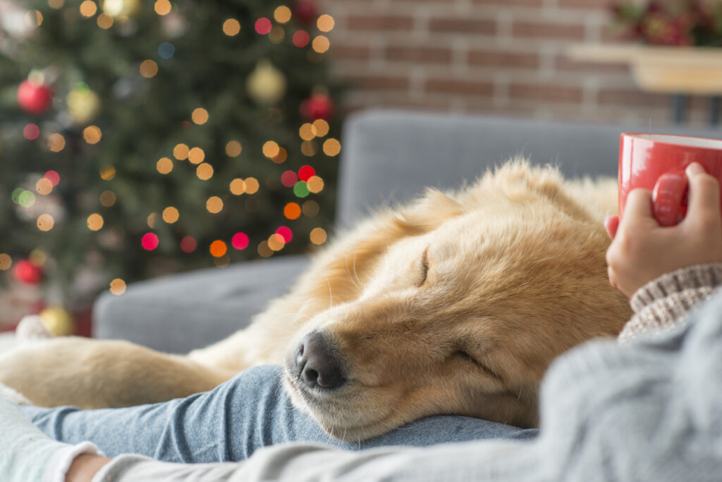 Chien qui dort sur les genoux de son humain dans un salon décoré pour Noël