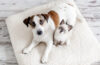 Chien et chat allongés ensemble sur un coussin à la maison, moment de calme et de complicité entre animaux de compagnie