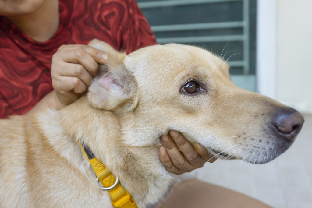 nettoyer oreilles chien