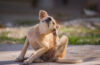 chien qui se gratte