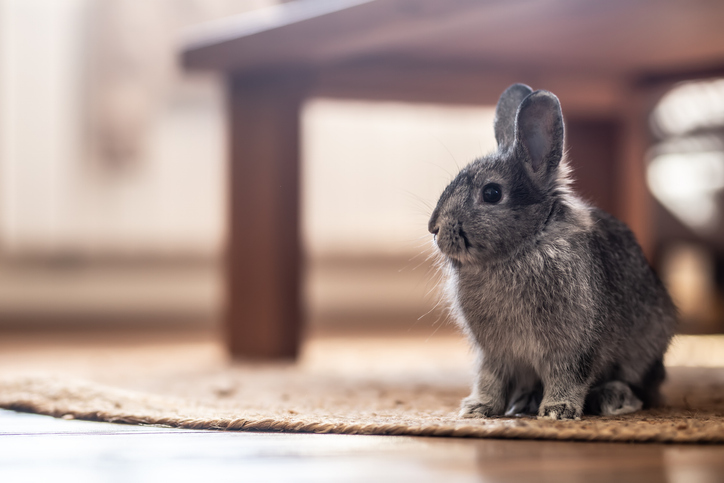 Lapin se baladant dans une maison