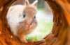 Lapin domestique explorant un tunnel en bois, illustrant le besoin d’espace et de stimulation dans son environnement de vie.