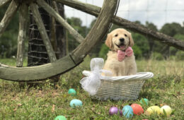 Un chien dans un panier en osier