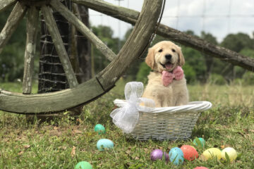 Un chien dans un panier en osier