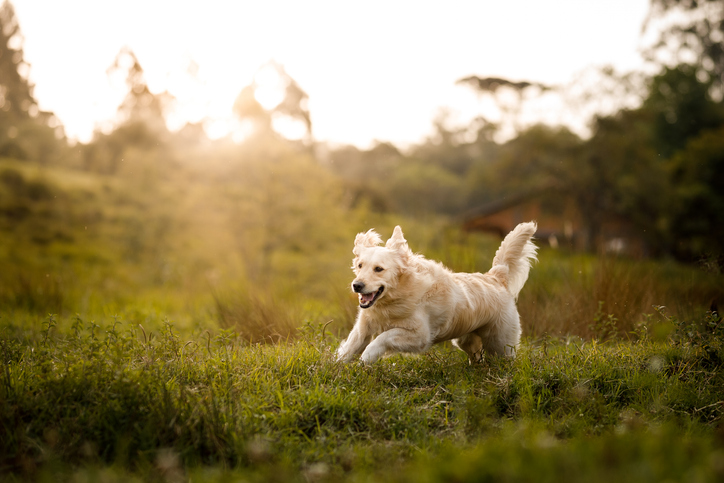 Un chien qui court dans l'herbe