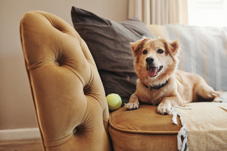 Chien sur un canapé avec une balle de tennis