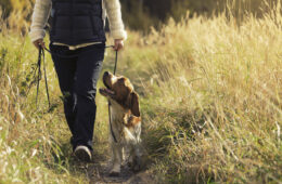 Chien qui se promène en laisse
