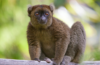 Grand hapalemur Madagascar
