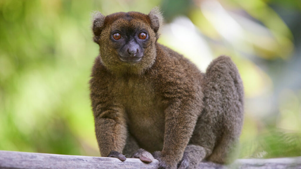 Grand hapalemur Madagascar