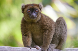 Grand hapalemur Madagascar
