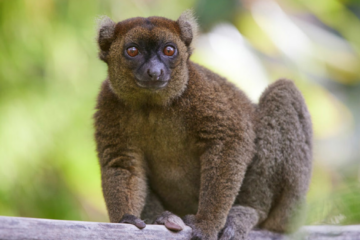 Grand hapalemur Madagascar