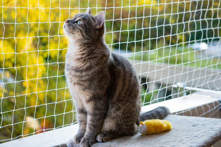 Chat tigré gris regardant par le balcon