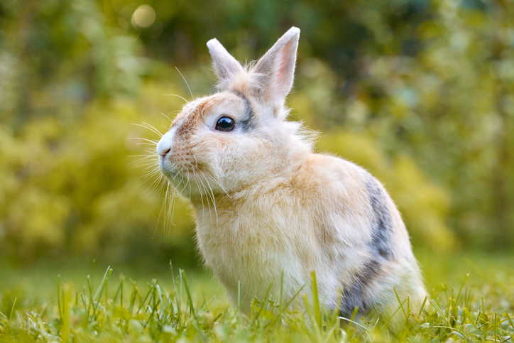 Bébé lapin brun blanc debout dans l’herbe et regardant la caméra