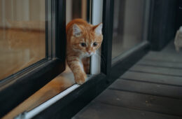 Un chat roux sortant sur le balcon par la fenêtre