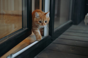 Un chat roux sortant sur le balcon par la fenêtre