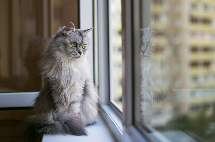 Chat gris regardant par la fenêtre