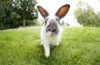 Lapin dans un jardin