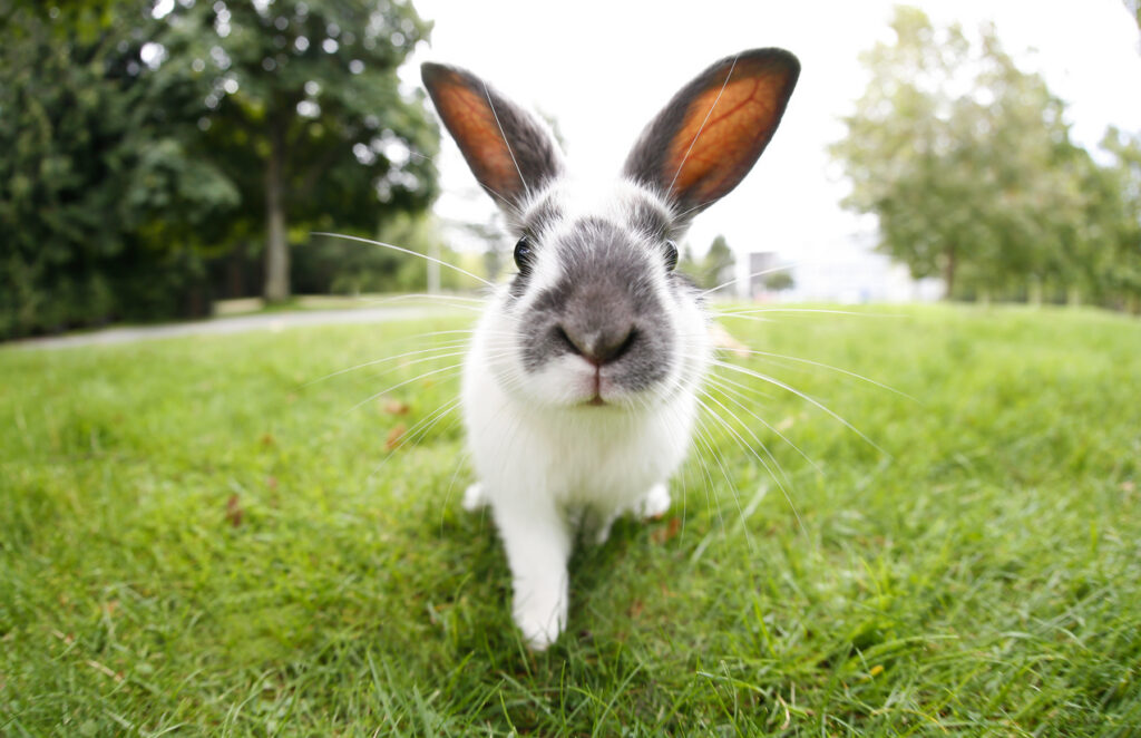 Lapin dans un jardin