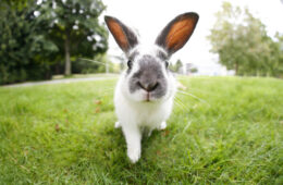 Lapin dans un jardin