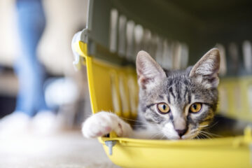 Chat dans sa cage de transport