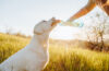 Le chien boit de l’eau à la bouteille dans un champ herbeux pendant l’heure dorée dehors
